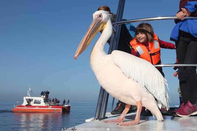 Mola Mola Marine Dolphin Cruise from the Walvis Bay Waterfront to Pelican Point - Starting at the Walvis Bay Waterfront