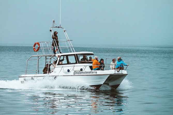 Mola Mola Marine Dolphin Cruise from the Walvis Bay Waterfront to Pelican Point - Pelican Point and the Cape fur seal colony