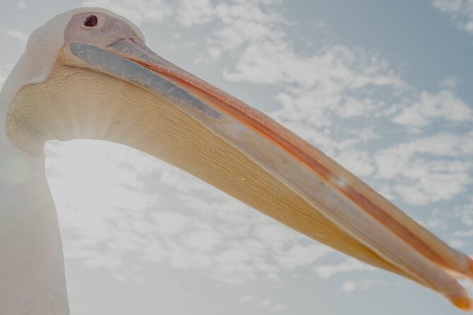 Mola Mola Marine Dolphin Cruise from the Walvis Bay Waterfront to Pelican Point - What the $90.76 price really covers