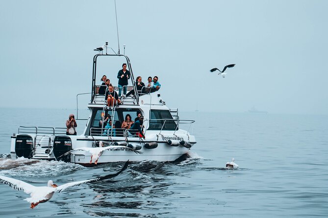 Mola Mola Marine Dolphin Cruise from the Walvis Bay Waterfront to Pelican Point - Weather, clothing, and comfort