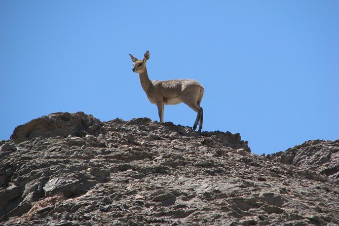 NAMIB DESERT TOURS, Full-Day and Half-Day Tours from Swakopmund, Namibia - Wildlife Spotting in Open Country