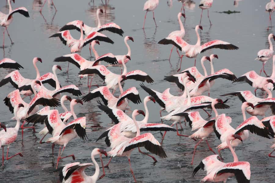 Namibia; Classic Sandwich Harbour Tour - Salt works, pink lakes, and flamingos