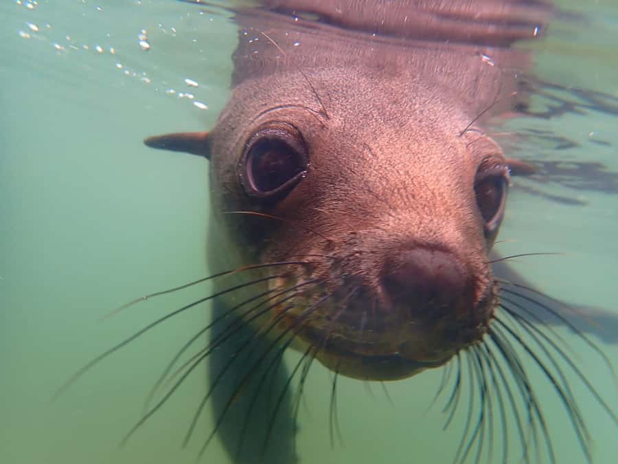 Pelican Point: Kayak with Seals Experience - Starting at Walvis Bay Waterfront