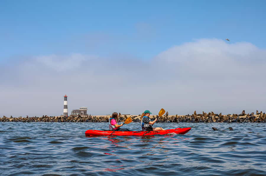 Pelican Point: Kayak with Seals Experience - Arriving at Pelican Point and preparing to paddle