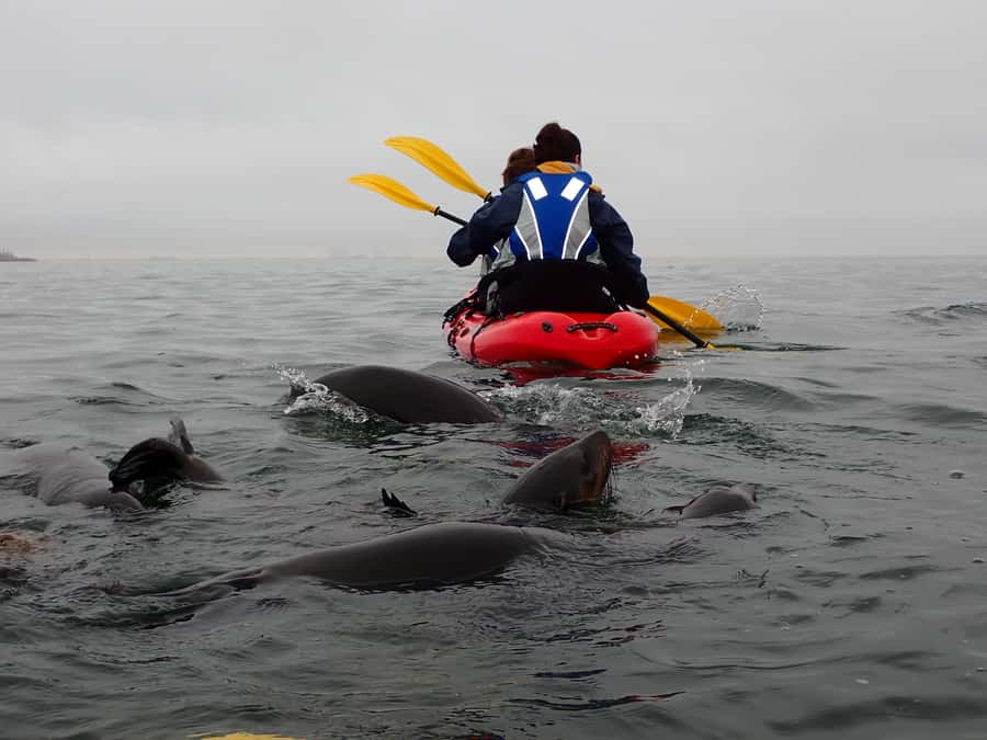 Pelican Point: Kayak with Seals Experience - Warming up at the kayak camp