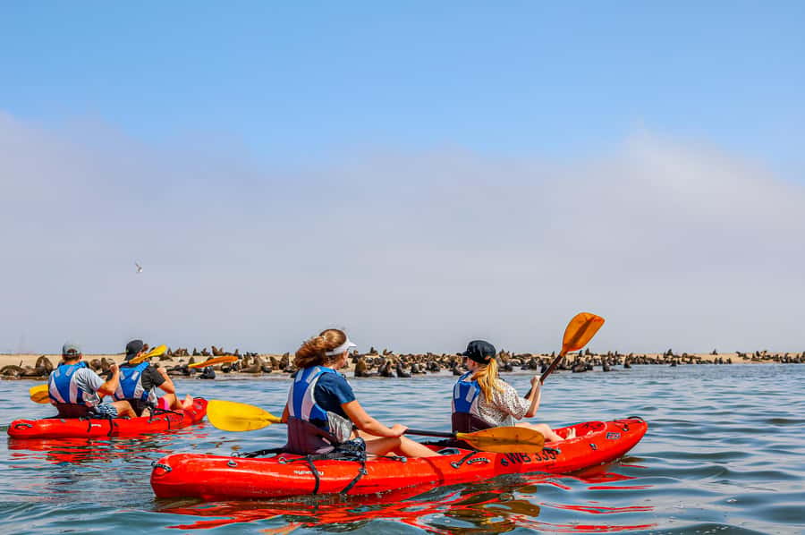 Pelican Point: Kayak with Seals Experience - Is $200 a fair price?
