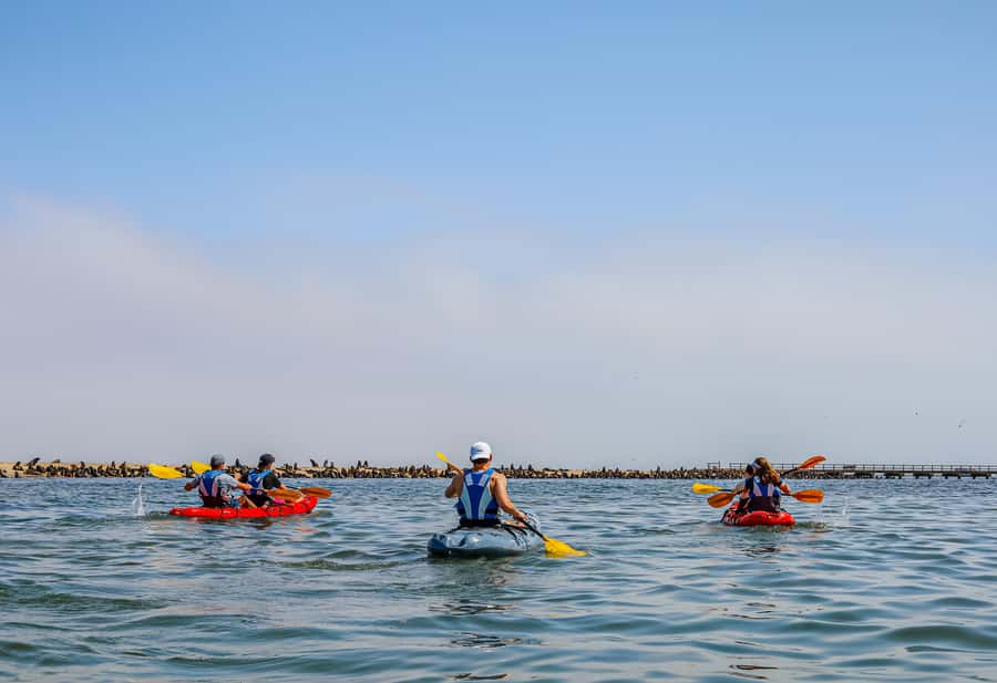 Pelican Point: Kayak with Seals Experience - Who will enjoy this most?