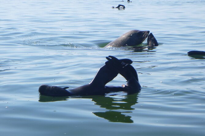 Pelican Point Kayaking Half-Day Tour - Why Pelican Point is worth the trip