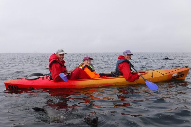 Pelican Point Kayaking Half-Day Tour - How difficult is the kayaking?