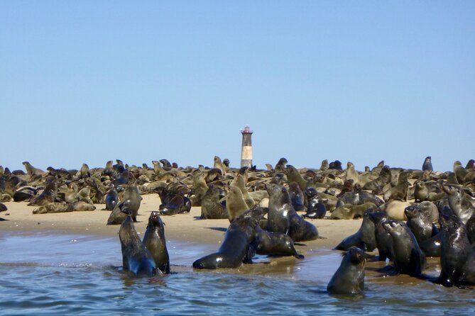 Pelican Point Kayaking Half-Day Tour - What the $79.37 price includes