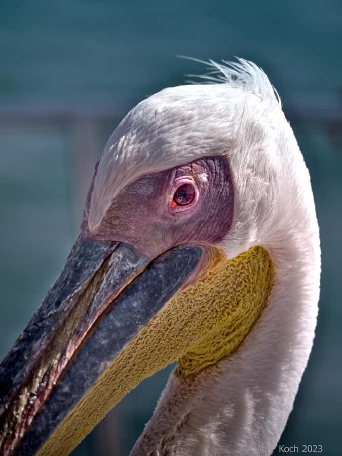 Pelican Point Peninsula Tour - Key Points Before You Book