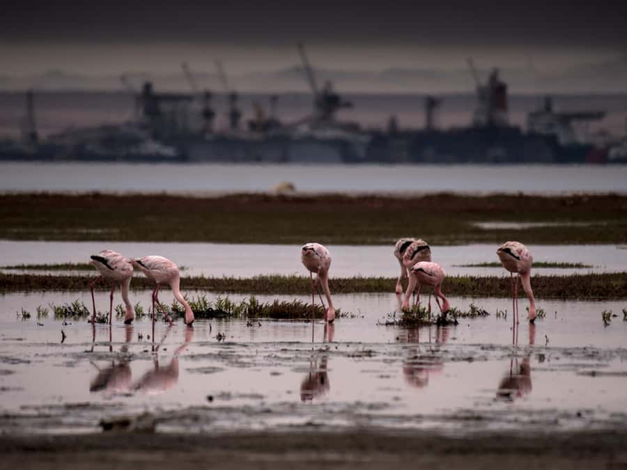 Pelican Point Peninsula Tour - Learning How Walvis Bay Makes Salt