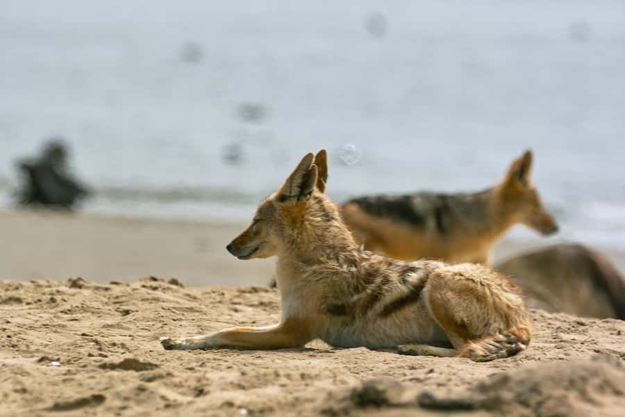 Pelican Point Peninsula Tour - The 4x4 Run Across Loose Sand