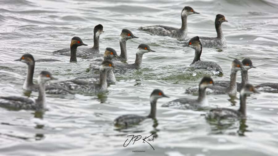Pelican Point Peninsula Tour - Guide Service and Tour Style