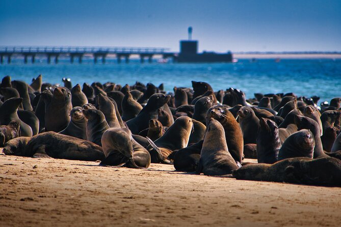 Pelican Point Peninsula Tour- visit the seal colony - Key points to know before you go