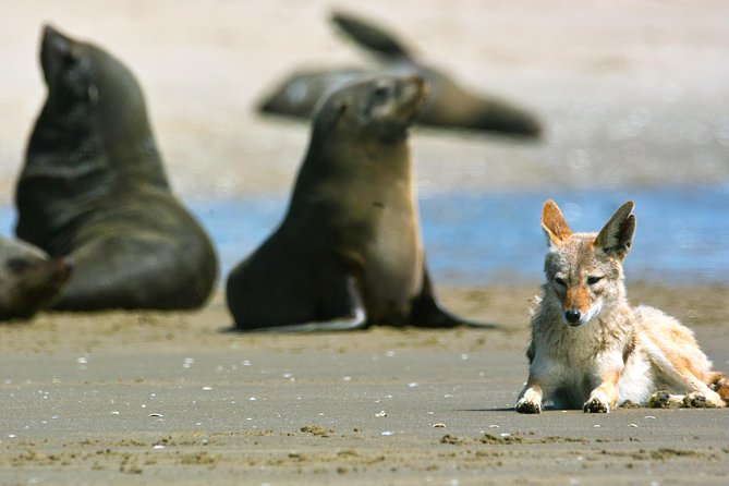 Pelican Point Peninsula Tour- visit the seal colony - The lighthouse and shipwreck