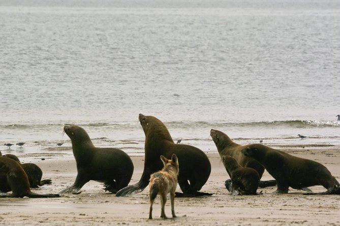 Pelican Point Peninsula Tour- visit the seal colony - Refreshments beside the Atlantic