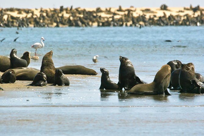 Pelican Point Peninsula Tour- visit the seal colony - Is $114.94 good value?