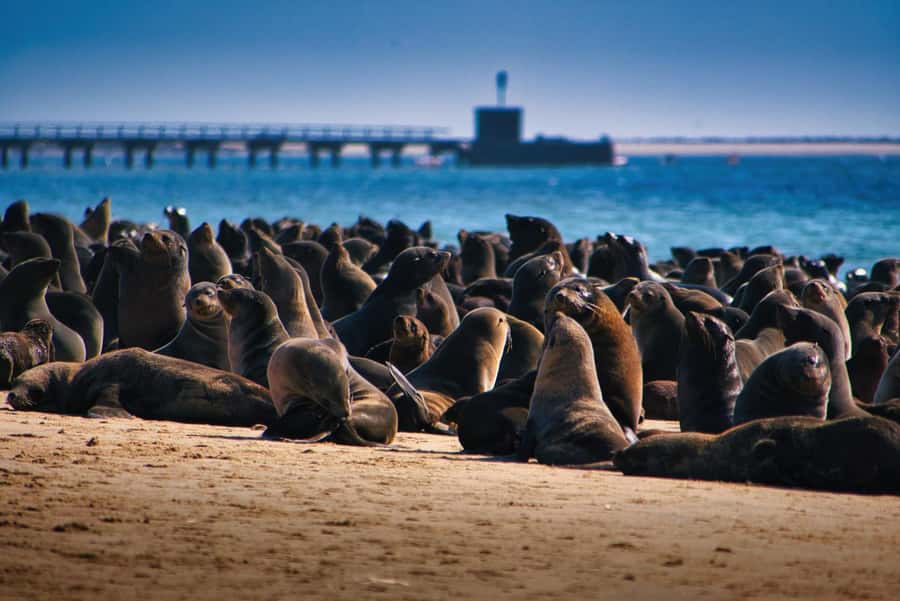 Pelican Point Peninsula Tour - Starting at Walvis Bay Lagoon