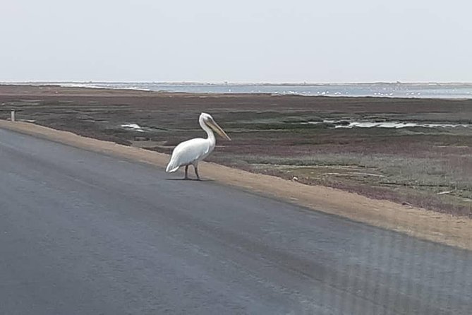Pelican Point Seal Colony 4x4 Tour - Why Pelican Point makes a good half-day outing