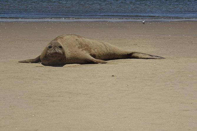 Pelican Point Seal Colony 4x4 Tour - Starting beside Walvis Bay’s pink salt lakes