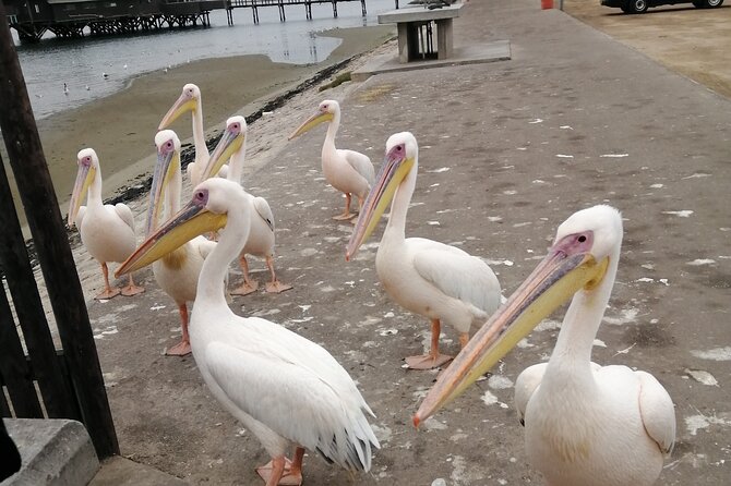 Pelican Point tours,Lagoon tours, Dune7 Adventure - Private guiding with Paulus and Jamba