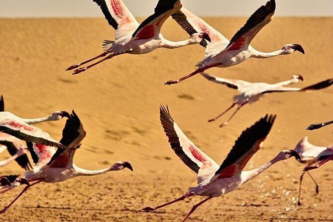 Pelican Point tours,Lagoon tours, Dune7 Adventure - Pelican Point and the seal colonies