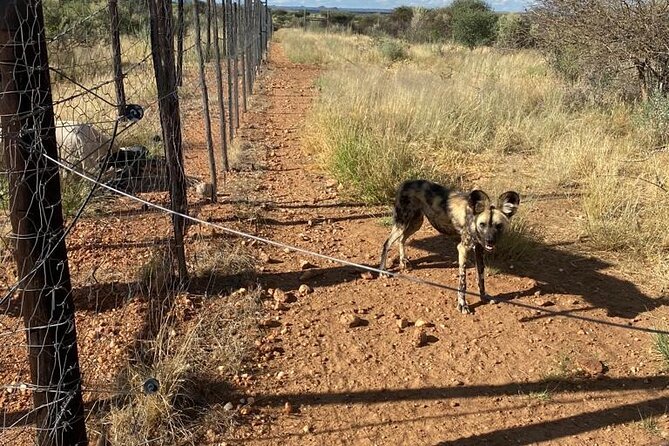 Predator Encounter: Half-Day Carnivore Feeding Windhoek - Key points to know before booking