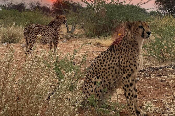 Predator Encounter: Half-Day Carnivore Feeding Windhoek - Starting at Zoo Park at 8:00 a.m.