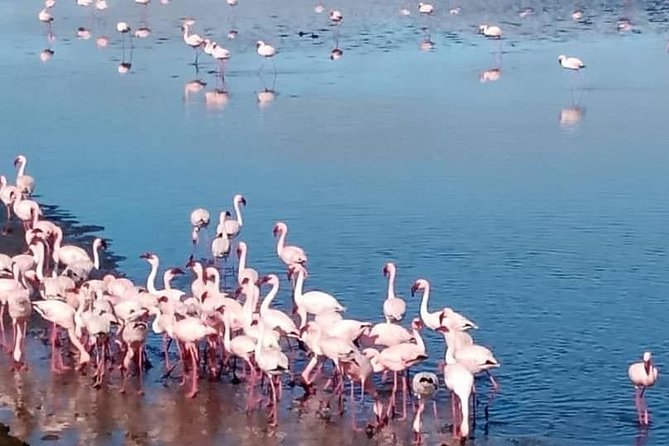 Private Half Day Coast Tour of Walvis Bay and Swakopmund City - Guide quality and the private-tour question