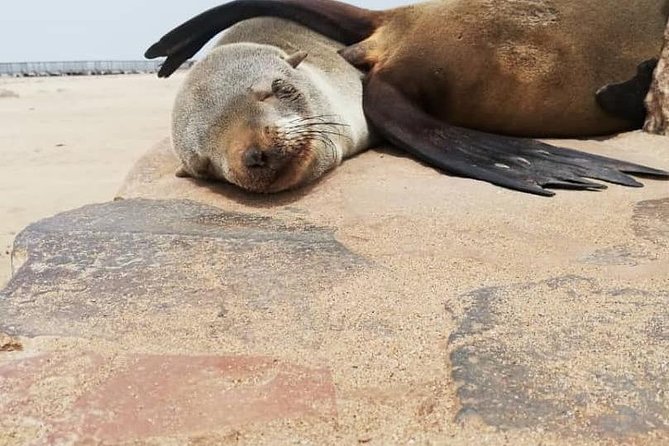 Private Half Day Coast Tour of Walvis Bay and Swakopmund City - Is $201.54 per person good value?