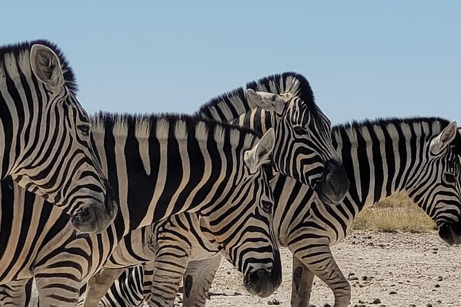 Private Multi-Day Tour Self-Drive for Beginners Safari in Namibia - Waterberg gives you a gentle first stop