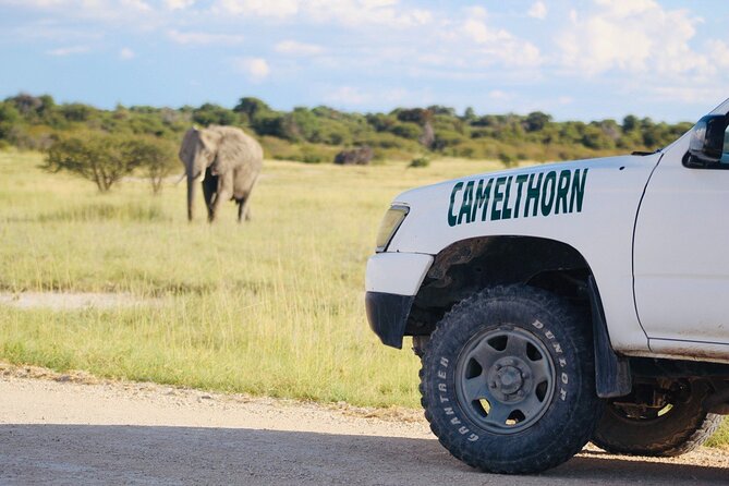 Safari in Etosha national park with professional tour guides born in Etosha. - Who should book this Etosha outing?