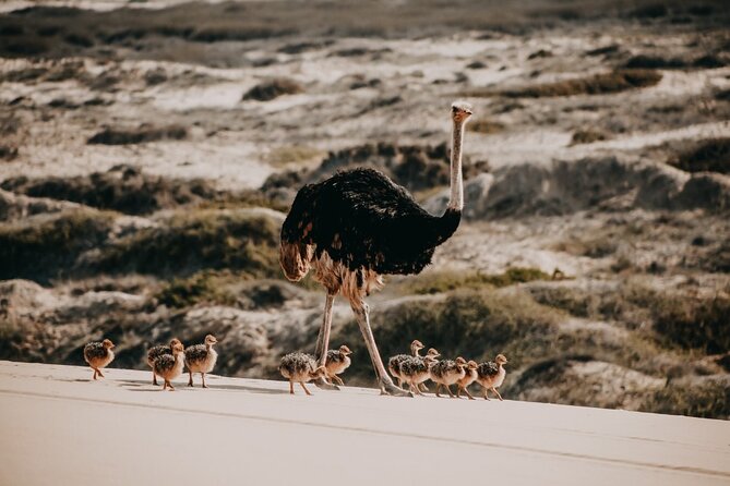 Sandwich Harbour 4x4 Guided Tour - Unforgettable Adventure - Key points to know before you book