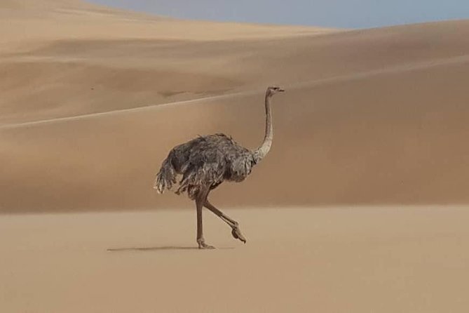 Sandwich Harbour 4x4 guided tours.Join us for an awe inspiring adventure. - Snacks, picnic food, and the dune-top pause