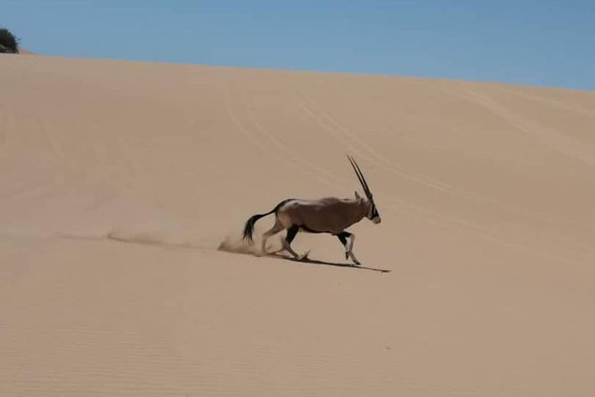 Sandwich Harbour 4x4 guided tours.Join us for an awe inspiring adventure. - The 4x4 ride across sand and dunes