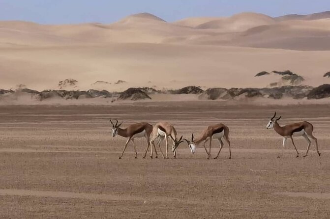 Sandwich Harbour 4x4 Private Guided Tour - Your very own private tour! - Two hours among the Namib Desert dunes