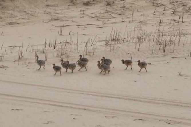 Sandwich Harbour 4x4 Private Guided Tour - Your very own private tour! - Wildlife adds a welcome bonus