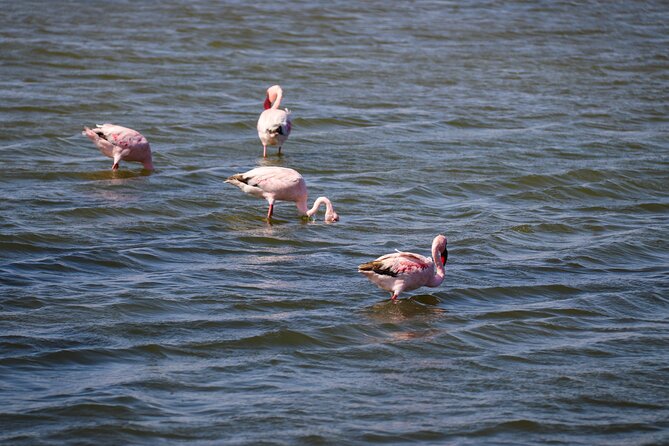 Sandwich Harbour 4x4 Tour - What is included for $138.49