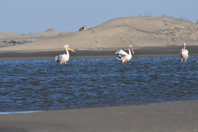Sandwich Harbour Adventure: Seals and Sandwich harbour dune drive - Pelican Point and the huge seal colony
