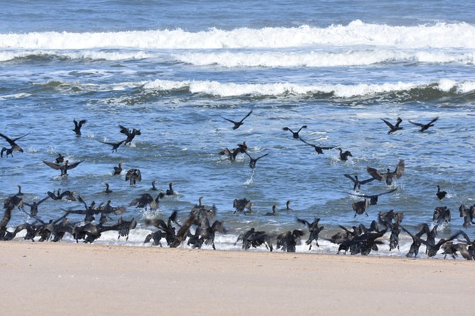 Sandwich Harbour Adventure: Seals and Sandwich harbour dune drive - The dune ride: thrilling, but not gentle