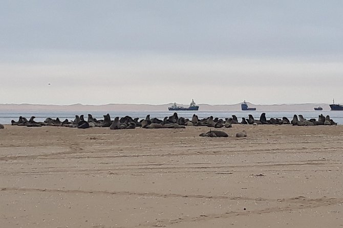 Sandwich Harbour Adventure: Seals and Sandwich harbour dune drive - Weather, timing, and what to bring