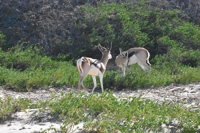 Sandwich harbour and Welwitschia Tour - The Moon Landscape and ancient volcanic ground