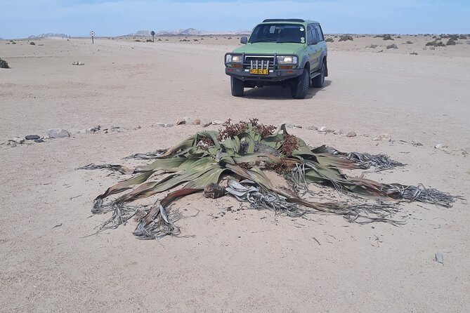 Sandwich harbour and Welwitschia Tour - Meeting the Welwitschia Mirabilis