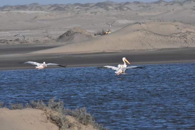 Sandwich harbour and Welwitschia Tour - Lunch, transport, and what the price covers