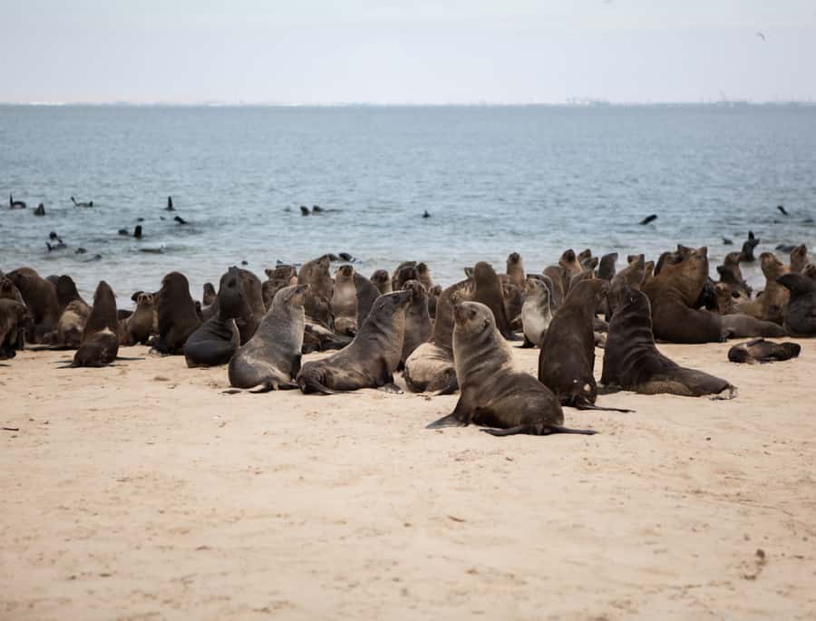 Sandwich Harbour Full Day 4x4 Adventure - Pelican Point and Its 55,000 Cape Fur Seals