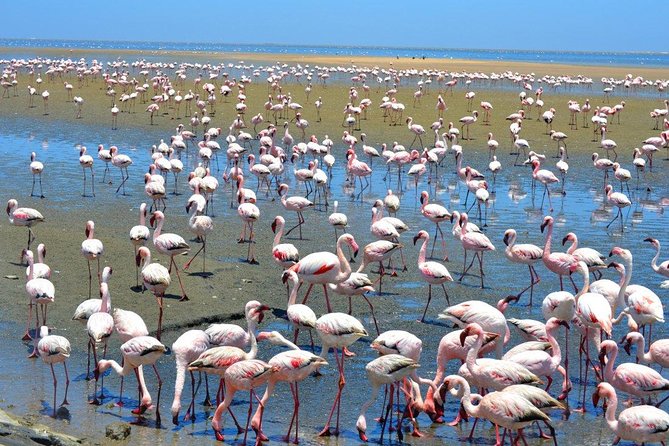 Sandwich Harbour Full Day Excursion - Why this Walvis Bay outing works so well