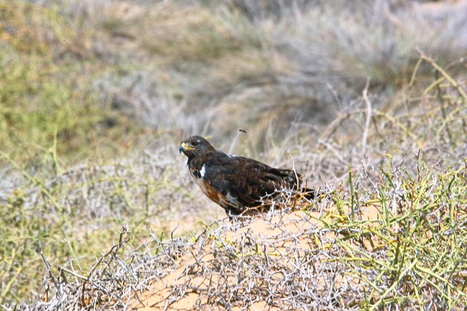 Sandwich Harbour Half-Day 4x4 Tour (5 hours) from Walvis Bay - Why Sandwich Harbour is worth the morning