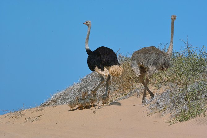 Sandwich Harbour Half-Day 4x4 Tour (5 hours) from Walvis Bay - The 4x4 ride over steep dunes