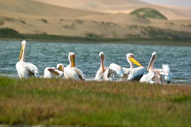 Sandwich Harbour Half-Day 4x4 Tour (5 hours) from Walvis Bay - Guide quality and group size